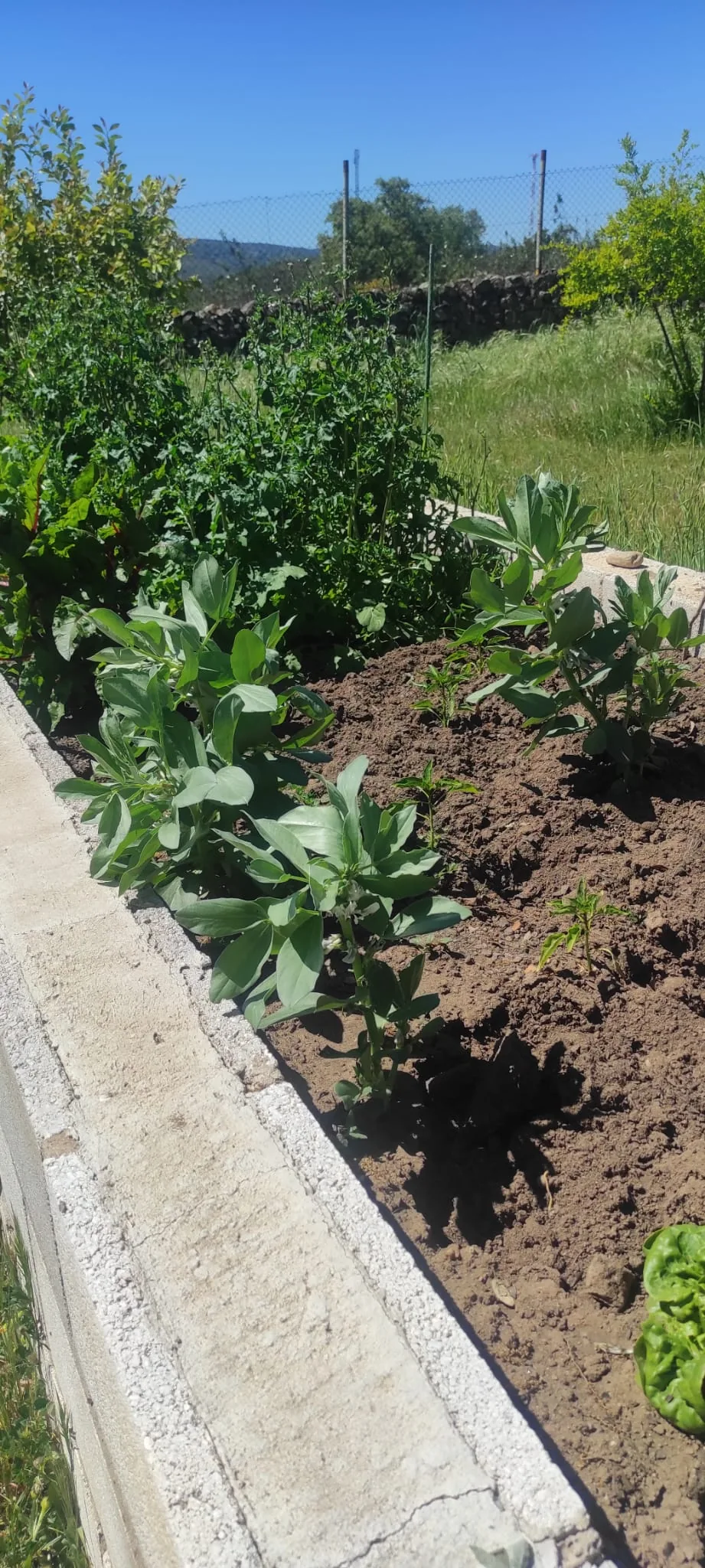 Imagen relacionada con Alquimia Vegetal